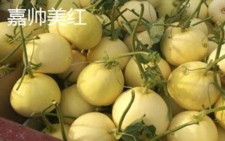厚皮甜瓜品種，這幾個(gè)品種的瓜肉厚度達(dá)到4厘米