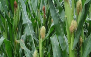 蘭玉1912玉米品種的特性，適宜密度4500株/畝