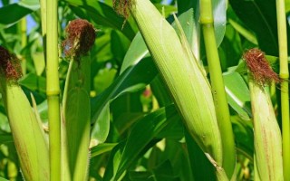 鑫科玉3號(hào)玉米種子簡(jiǎn)介，在適應(yīng)區(qū)5月上旬至中旬播種