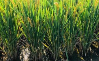 京粳7號水稻種子特征特性，全生育期158.6天