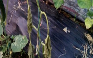 黃瓜死棵的原因，可能是光照不足或土壤透氣性差等