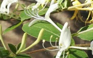 承包土地種哪些作物能賺錢，當(dāng)前種植沙棘、越桔等果樹很有市場前景