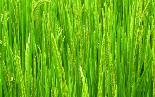華航59號(hào)水稻種子介紹，感溫型常規(guī)稻品種