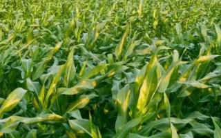 沈玉35號(hào)玉米種子特點(diǎn)，中抗莖基腐病（1-5級(jí)）