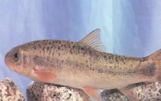 細(xì)甲魚的產(chǎn)地，遼寧、陜西、安徽等省份均有產(chǎn)出