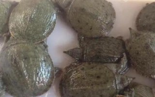 甲魚的繁殖技術(shù)介紹，砂質(zhì)濕度決定孵化率