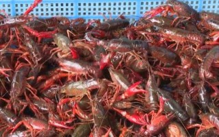 養(yǎng)殖小龍蝦的風(fēng)險(xiǎn)，劣質(zhì)蝦苗難以成活