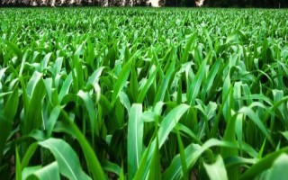 滬甜3號玉米種子特征特性，每畝種植3300株左右為宜