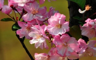 海棠花的寓意是什么，寓意苦戀、頑強(qiáng)不倒等