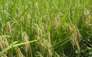 黃絲占水稻品種簡(jiǎn)介，早造平均全生育期129天