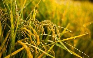 博優(yōu)1167水稻種子介紹，視肥力情況