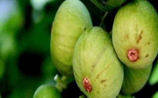 無(wú)花果的種植技術(shù)，可扦插、壓條或分株繁殖