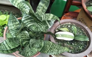 虎耳蘭的種植方法，生長期間讓土壤保持濕潤
