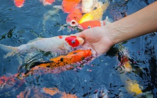 魚能吃什么，不同種類的魚吃的東西不同