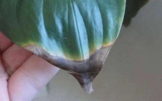 水培白掌葉尖為什么會干枯，可能是水質(zhì)差、養(yǎng)分不足、溫度過高等因素造成