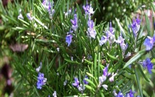 迷迭香的花語，是愛情、忠貞和友誼的象征