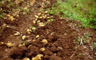 土豆生長后期的管理方法，生長期要補充以氮肥為主的肥料