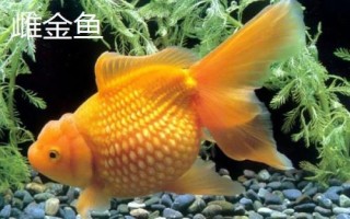 雌雄金魚如何區(qū)分，雄魚瘦長(zhǎng)、雌魚短圓