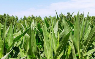 華威甜1號玉米種子介紹，每畝種植3000~3500株