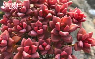 姬朧月和朧月有什么區(qū)別，前者是草本植物、后者是常綠灌木