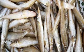 沙丁魚和青條魚的區(qū)別，科目和外形都不同
