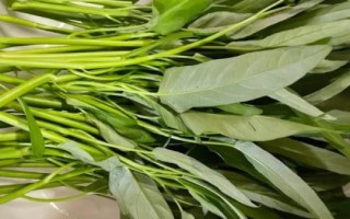 半陰半陽(yáng)適合種什么蔬菜，可以種韭菜、空心菜、蠶豆和花生等