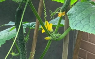 霜降過(guò)后可以在陽(yáng)臺(tái)上種什么蔬菜，可種植白菜、胡蘿卜、大蒜等品種