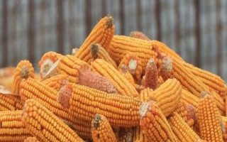 桂單663玉米種子特點(diǎn)，土壤濕潤(rùn)或淋水肥播種