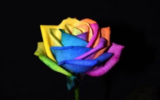 彩虹玫瑰的花語，花語為浪漫、夢幻、幸福等