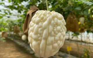 種植苦瓜的時間和方法，北方地區(qū)3-4月份可在棚內(nèi)育苗、長江流域在3月份播種
