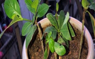 梔子花的繁殖方法，可扦插、壓條、播種或者水插生根
