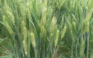 隴春31號小麥品種的特性，畝播種量15-18公斤