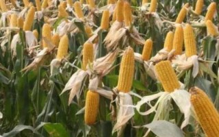 致泰15號玉米種子特點，遼寧省春播生育期129天