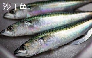 沙丁魚和青條魚的區(qū)別，科目和外形都不同