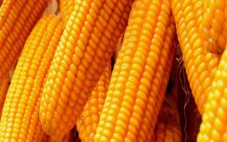 賓玉39號玉米種子特征特性，普通玉米品種