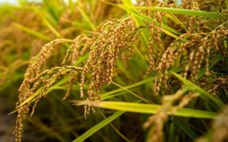 泰優(yōu)3216水稻種子特征特性，每畝有效穗數(shù)15.5萬穗