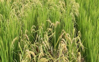 強兩優(yōu)6166水稻種子特征特性，全生育期134.8天