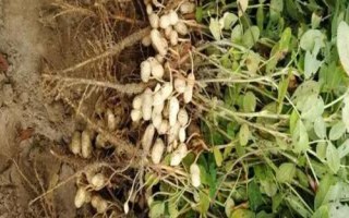 哪些農(nóng)作物在秋季成熟，包括花生、玉米、西紅柿等品種