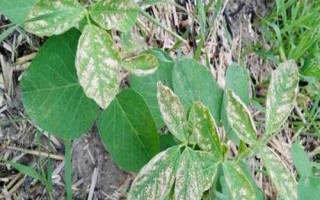 黃豆苗前藥害怎么解決，可追施肥料促進(jìn)植株恢復(fù)生長