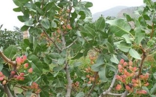 種植開(kāi)心果樹(shù)要注意什么，需種在通透性較好的土壤中