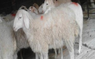 怎么選擇養(yǎng)羊的品種，根據(jù)市場需求來選擇品種