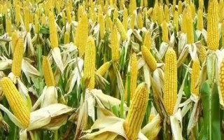強(qiáng)碩68玉米品種的特性，注意防治瘤黑粉病等病害