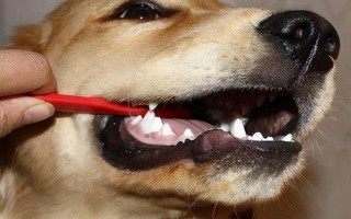 狗狗口臭的原因，可能是患有口腔和牙科病