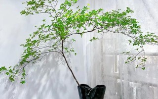 吊鐘樹怎么水培，要每隔一周更換一次清水