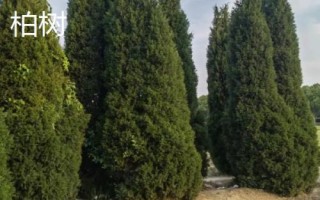 有哪些常見的裸子植物，包括松樹、柏樹、銀杏樹等品種