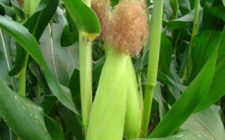 強(qiáng)碩68玉米品種的特性，注意防治瘤黑粉病等病害