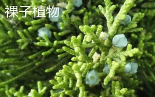 有哪些常見的裸子植物，包括松樹、柏樹、銀杏樹等品種