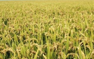甜優(yōu)1號水稻種子特征特性，全生育期134.4天