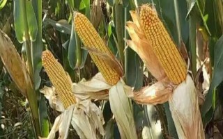 金科玉3306玉米種子特點，適宜播期4月下旬