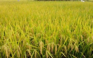 岫粳32號水稻品種的特性，全生育期178.5天